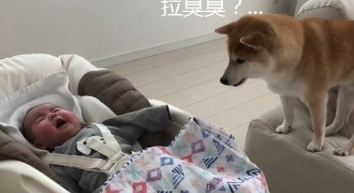 主人生了孩子后,结果柴犬每天忙着带娃,到底谁才是亲妈? 主人生了孩子后,结果柴犬每天忙着带娃,到底谁才是亲妈?