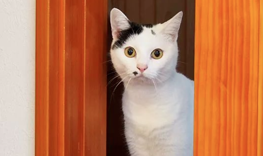 柴犬热衷捡流浪猫，在过去几年带回了无数只小奶猫，家里满地都是可爱的猫咪