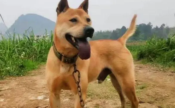 出售两条实战猎犬