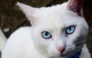 蓝眼睛的猫咪耳朵是聋的吗 蓝眼睛的猫咪耳朵是聋的吗