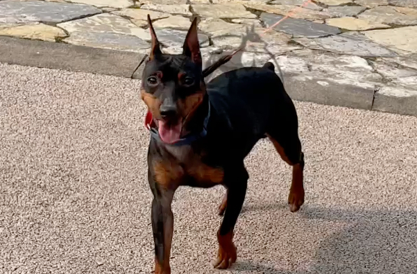 宾莎犬多少钱一只 宾莎犬多少钱一只