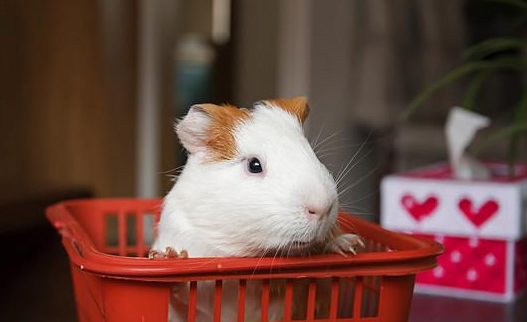 猫狗年均消费5016元!比养孩子便宜多了?全球最受欢迎宠物top10 猫狗年均消费5016元!比养孩子便宜多了?全球最受欢迎宠物top10