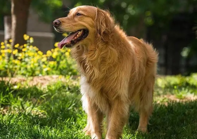 挑选黄金猎犬及饲养的几大注意点 挑选黄金猎犬及饲养的几大注意点