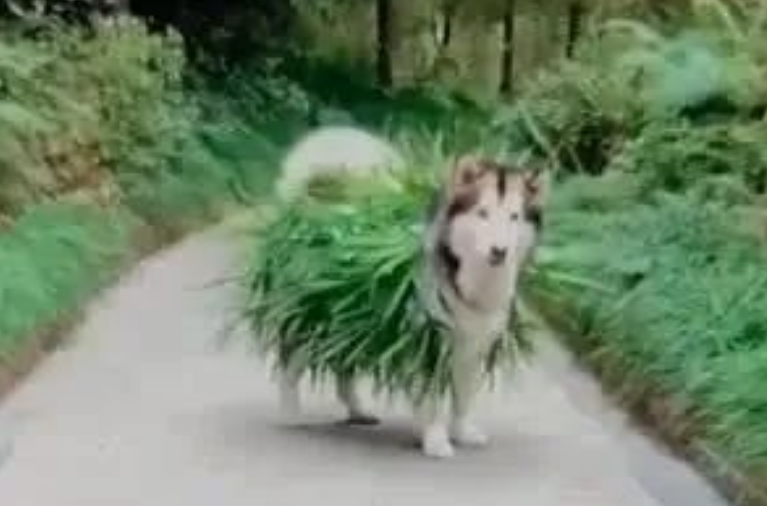 主人出差让奶奶照顾二哈,回来看到二哈造型大呼:不愧是奶奶养的 主人出差让奶奶照顾二哈,回来看到二哈造型大呼:不愧是奶奶养的