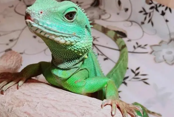 水族馆老板买蜥蜴当宠物被判刑