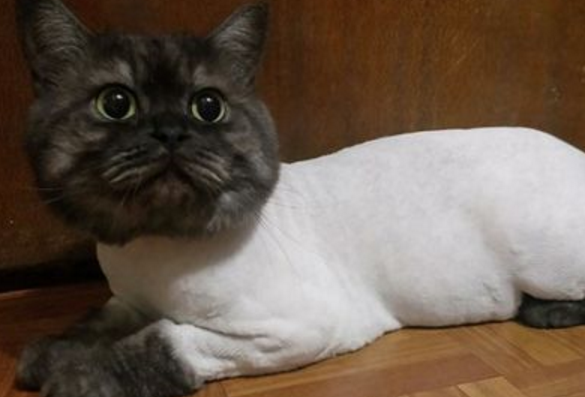 黑猫第一次剃毛,主人差点认不出来:怎么穿了件白色内衣? 黑猫第一次剃毛,主人差点认不出来:怎么穿了件白色内衣?