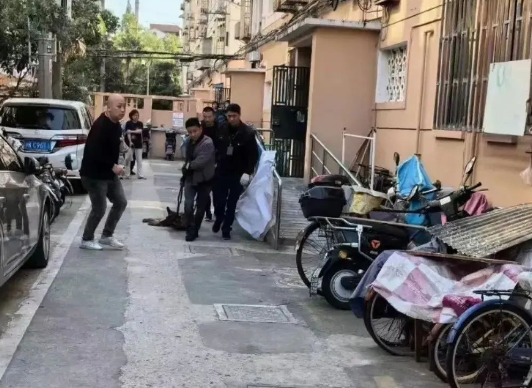 上海特警上门抓瘫痪犬引争议,知情人:狗是警犬主人不牵绳导致 上海特警上门抓瘫痪犬引争议,知情人:狗是警犬主人不牵绳导致
