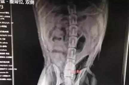哈士奇拆家遭主人暴打!带去医院拍片后却被医生谴责,不配养狗! 哈士奇拆家遭主人暴打!带去医院拍片后却被医生谴责,不配养狗!