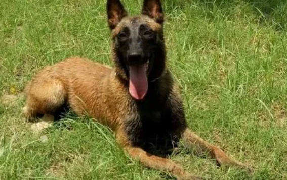训练马犬的18个动作 训练马犬的18个动作