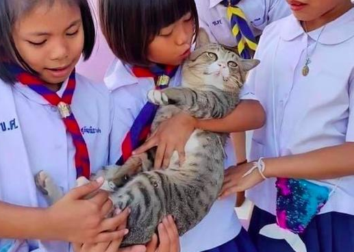 老师把猫带到学校里,它被小朋友抱在怀里来回摸,表情太享受了! 老师把猫带到学校里,它被小朋友抱在怀里来回摸,表情太享受了!