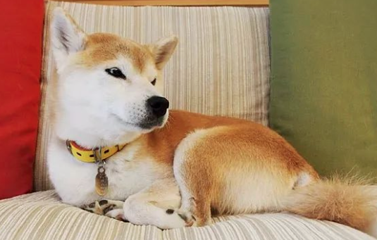 柴犬热衷捡流浪猫，在过去几年带回了无数只小奶猫，家里满地都是可爱的猫咪
