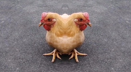 双头鸡能吃吗 双头鸡能吃吗