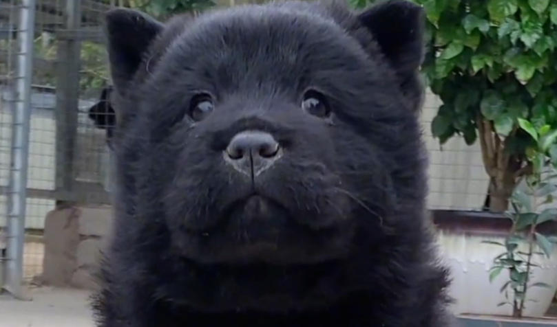 五黑犬与五红犬哪个好?