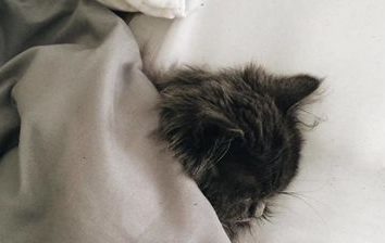 刚出生就被猫妈丢弃的小奶猫,是只漂亮的小瞎子 刚出生就被猫妈丢弃的小奶猫,是只漂亮的小瞎子