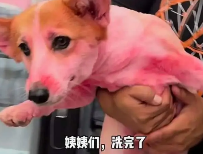柯基变身火龙果红到让人看不出是柯基，是在为过年安排新皮肤吗？