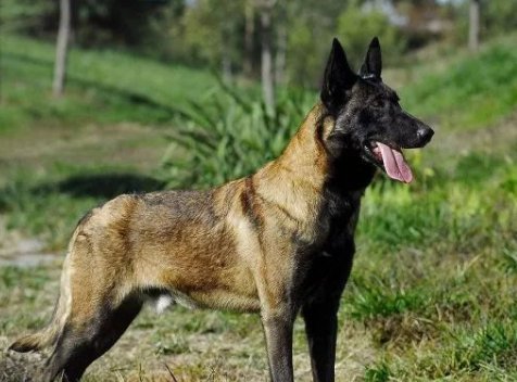 快手上比较火爆的犬种：比利时马林诺斯犬