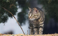 虹猫蓝兔七侠传主题曲歌词