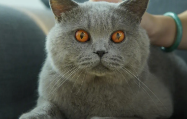 大蓝猫恐怖吃人图片 大蓝猫恐怖吃人图片
