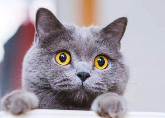 短尾蓝猫好养吗