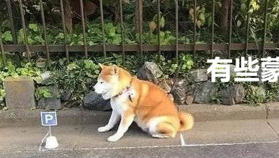 你见过最逗的柴犬是什么样子的,那你来看看这个,比得上二哈了 你见过最逗的柴犬是什么样子的,那你来看看这个,比得上二哈了