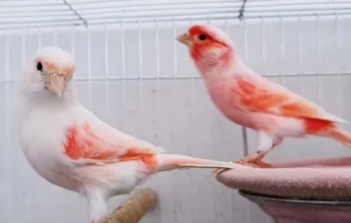 玉鸟吃什么起旺快