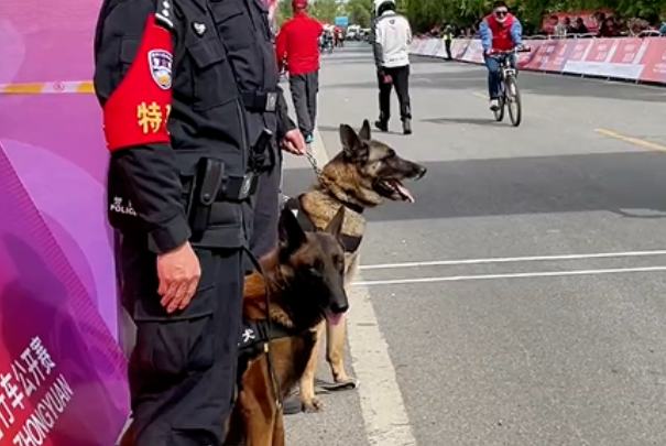 俩警犬执勤被美女拉布拉多搭讪瞬间不淡定…训练里也没有美人关啊！