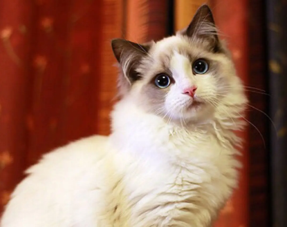 比狗还要忠心的几种猫,你家的猫咪上榜了吗? 比狗还要忠心的几种猫,你家的猫咪上榜了吗?