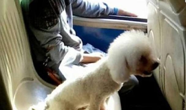 男子让贵宾犬独占公交座椅 乘客：这不太合适吧
