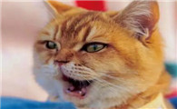 真正的猫妖长什么样