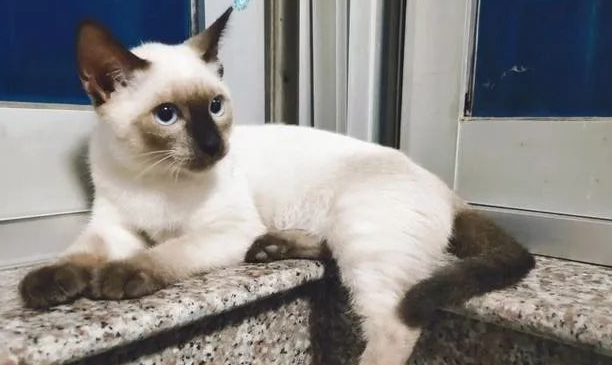 年度最受欢迎的十大猫咪品种,第1名你养过吗? 年度最受欢迎的十大猫咪品种,第1名你养过吗?