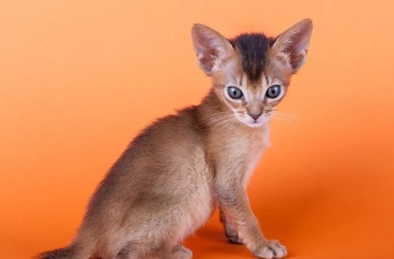猫咪花色一览,竟然有这么的多花色名称? 猫咪花色一览,竟然有这么的多花色名称?