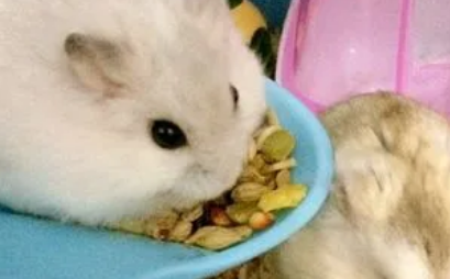 仓鼠能吃薯片吗 仓鼠能吃薯片吗