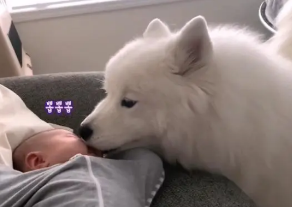 宠主告诉大白狗，你有“弟弟”了，狗狗的态度很快就变了