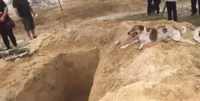 为了送奶奶最后一程，狗狗跟着灵车一路奔到了墓地
