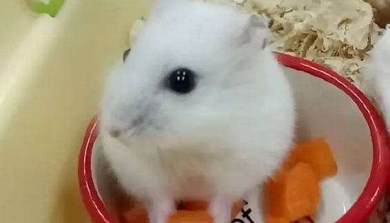 仓鼠身上有跳蚤怎么办