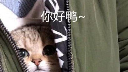 女子胸前有个猫咪图案,走近一看被萌化:原来是真猫啊 女子胸前有个猫咪图案,走近一看被萌化:原来是真猫啊