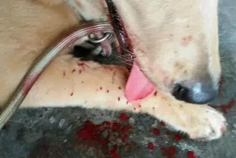 黄金猎犬突然大吐血，送去医院检查原因后，主人大哭：是我害了它