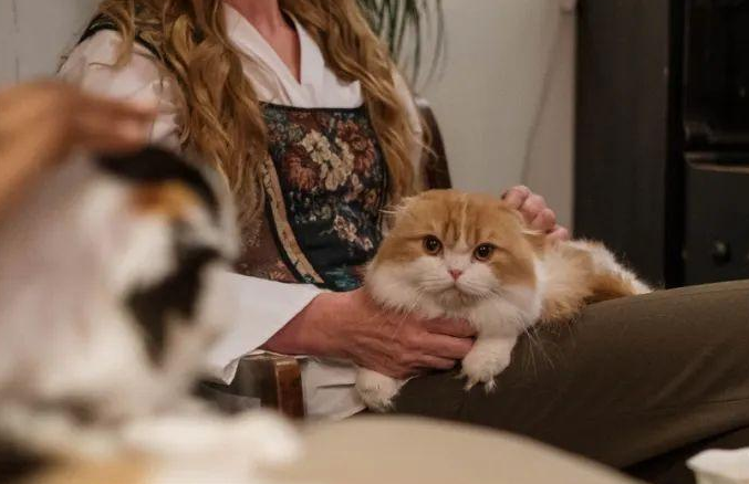 宠物经济大爆发，猫猫狗狗开辟职业新方向