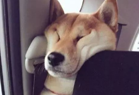 男子带柴犬自驾游,一路上太安静,回头一看:不太对劲 男子带柴犬自驾游,一路上太安静,回头一看:不太对劲