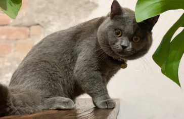 蓝猫吃什么牌子的猫粮比较好 蓝猫吃什么牌子的猫粮比较好