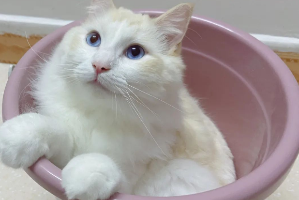 cfa比赛布偶猫冠军图片