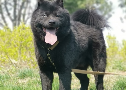 五黑犬怎么训练 五黑犬怎么训练