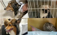 宠物视频拍摄参数