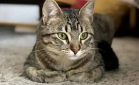 中国八大名猫