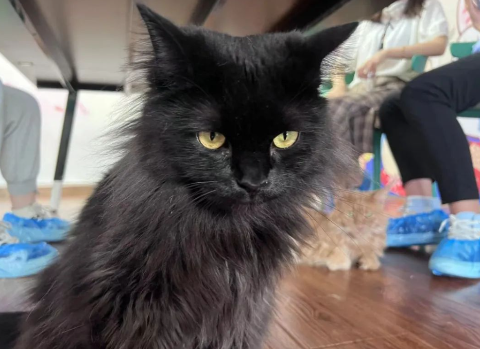 为什么有时候猫咪要睁着眼睛睡觉？