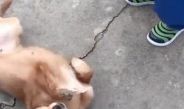 2岁孩童到底对狗子做了什么，竟导致狗子无法面对，仓皇逃离？