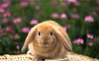 兔子毛色的显性基因