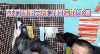阿拉斯加咬人,主人赔偿10几万,但遇上杜宾犬后,它怂了… 阿拉斯加咬人,主人赔偿10几万,但遇上杜宾犬后,它怂了…