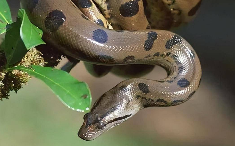 沃那比蛇是远古时期最可怕的三大巨蟒之一,它是巨蛇科中的一种,体长
