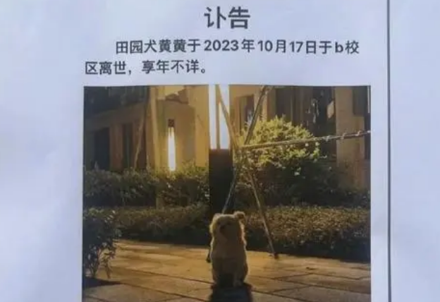 校园里的流浪狗被保安抓捕后打死 校园里的流浪狗被保安抓捕后打死